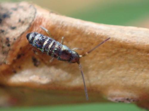 Tomocerus vulgaris